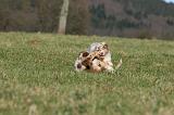 BERGER AUSTRALIEN PUPPIES 697